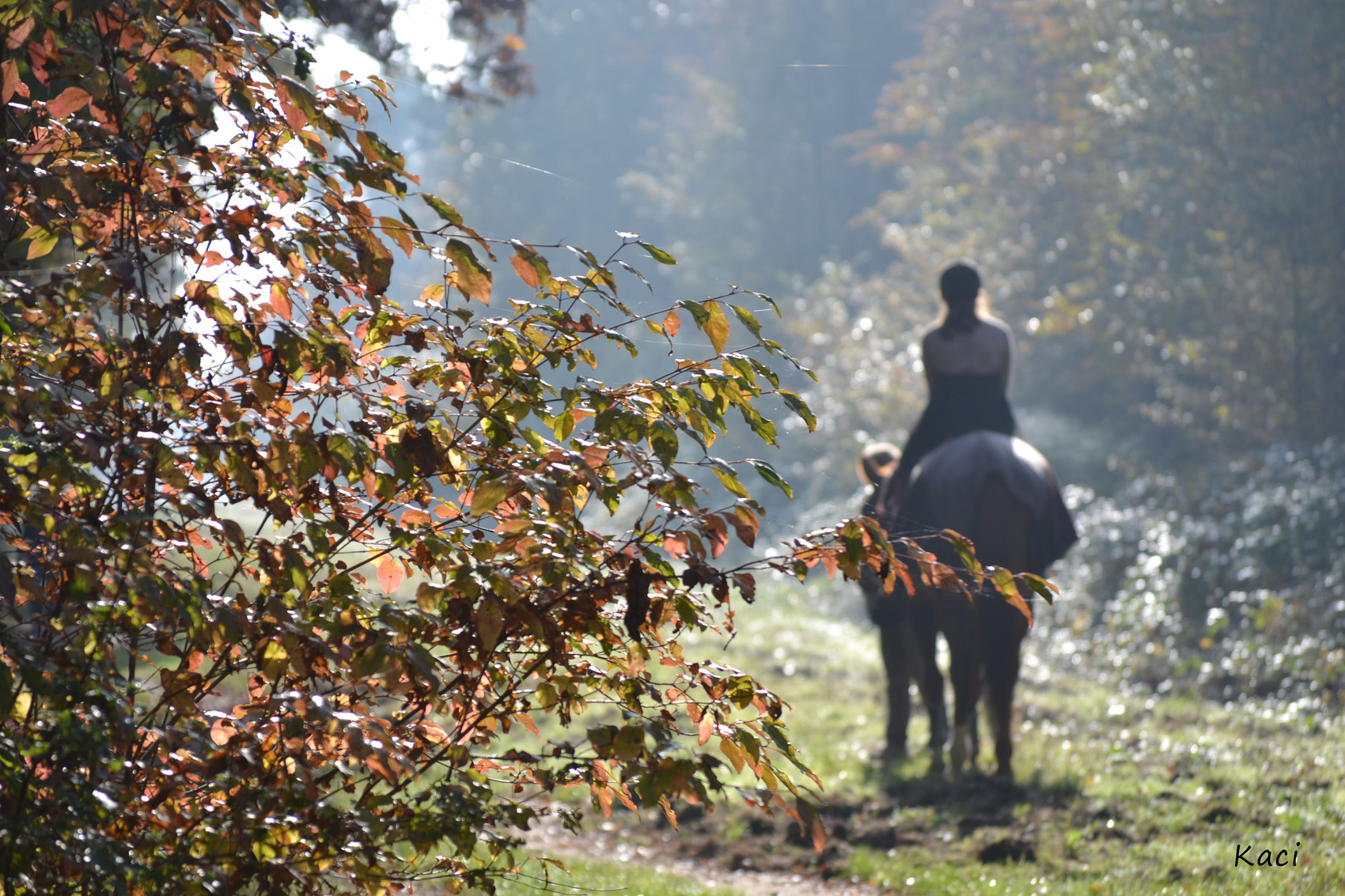 Photo Cheval et Forêt