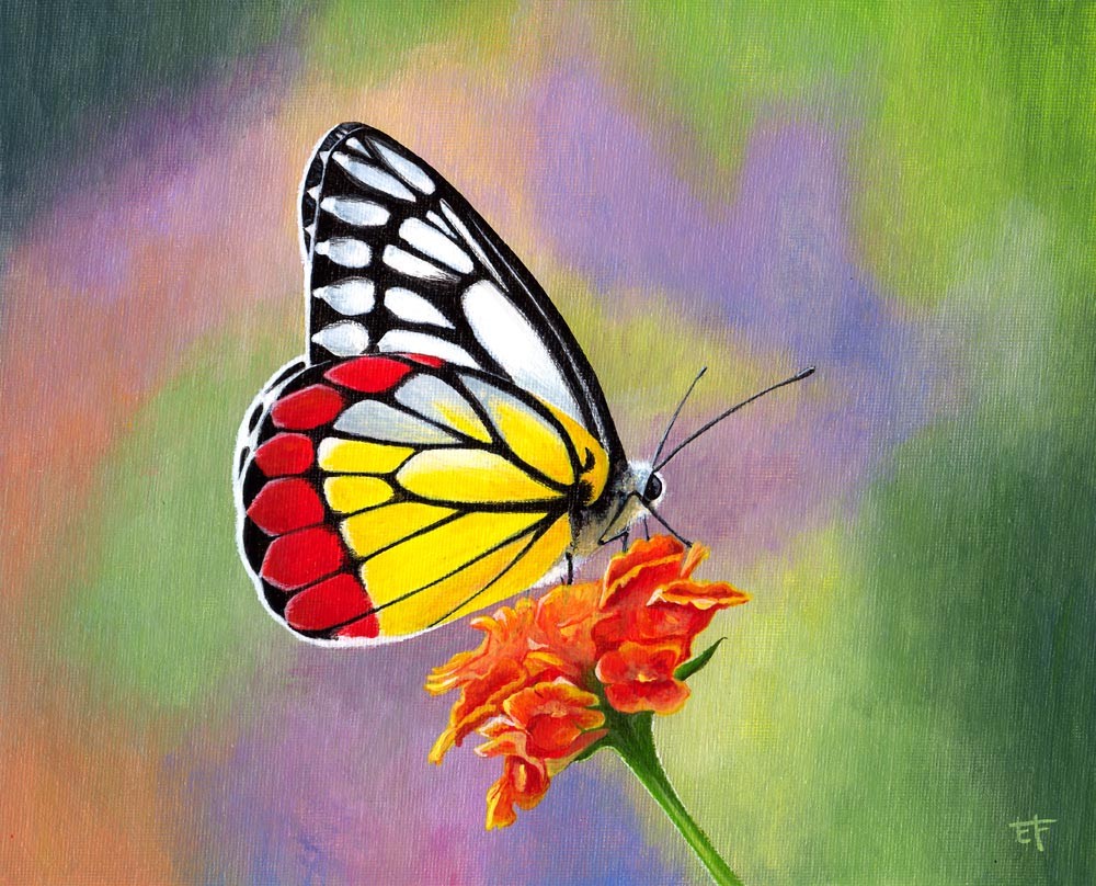 Peinture Peinture acrylique papillon Delias hyparete