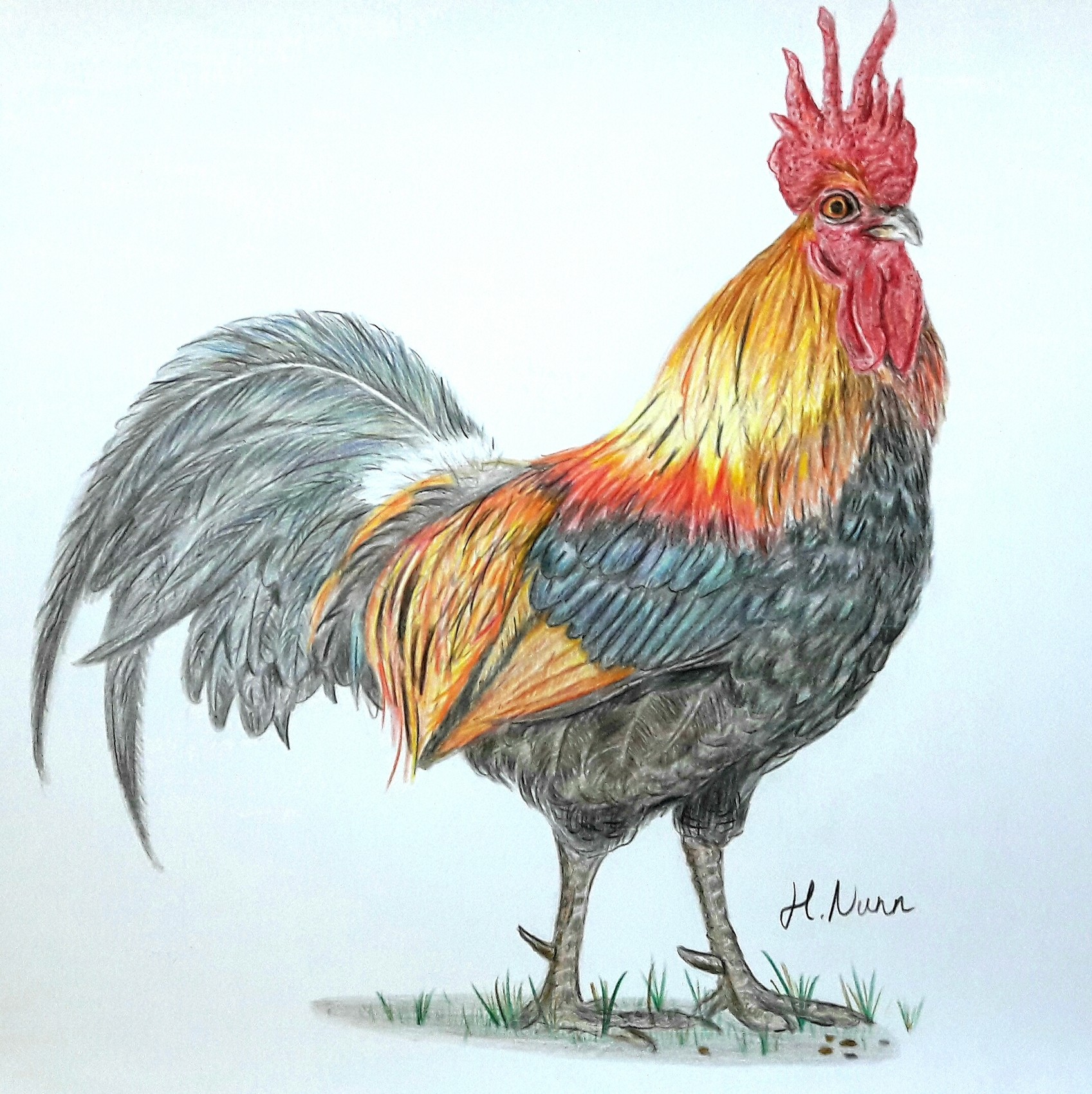 Colourful cockerel