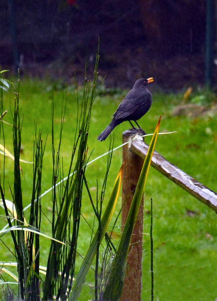 Photo Chanter sous la pluie
