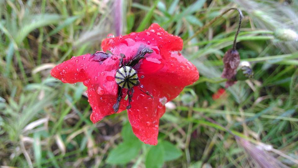 Photo après la pluie