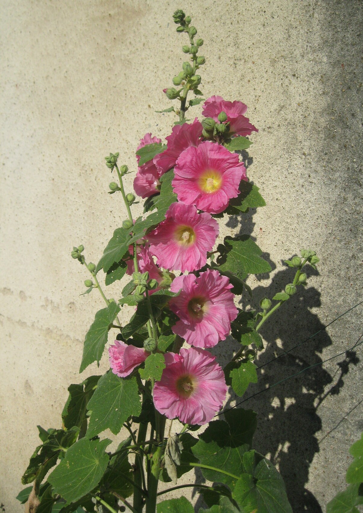 Photo Roses Trémières