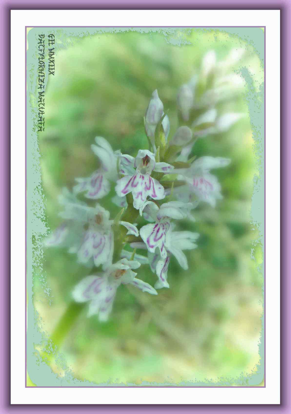 Dactylorhiza maculata 1 - Orchidée