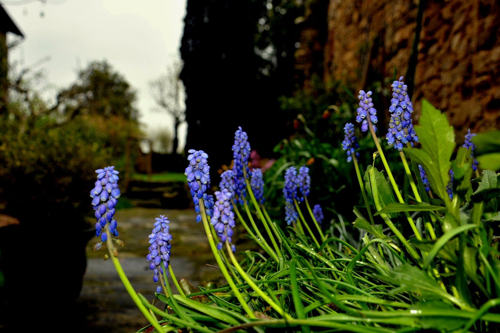 Photo J'suis descendu dans mon jardin...
