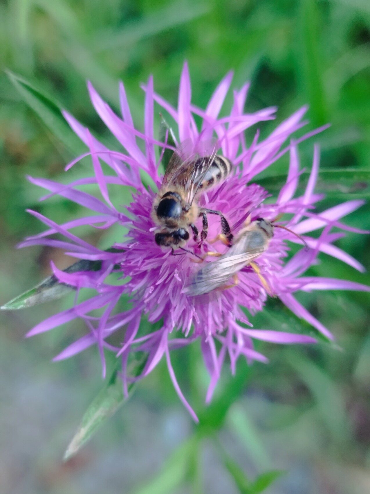 photo-abeilles