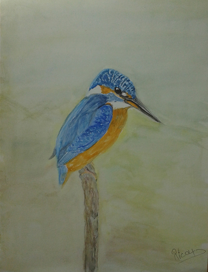 Peinture Aquarelle n°22 Martin Pêcheur