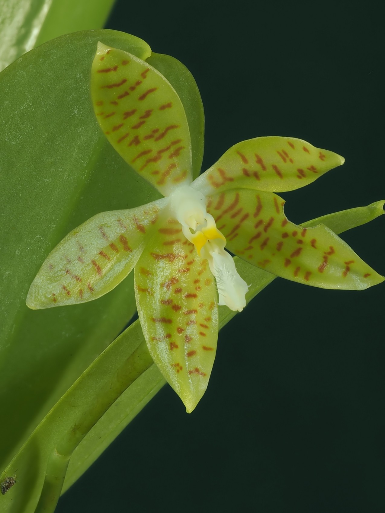 Photo Phalaenopsis pallens