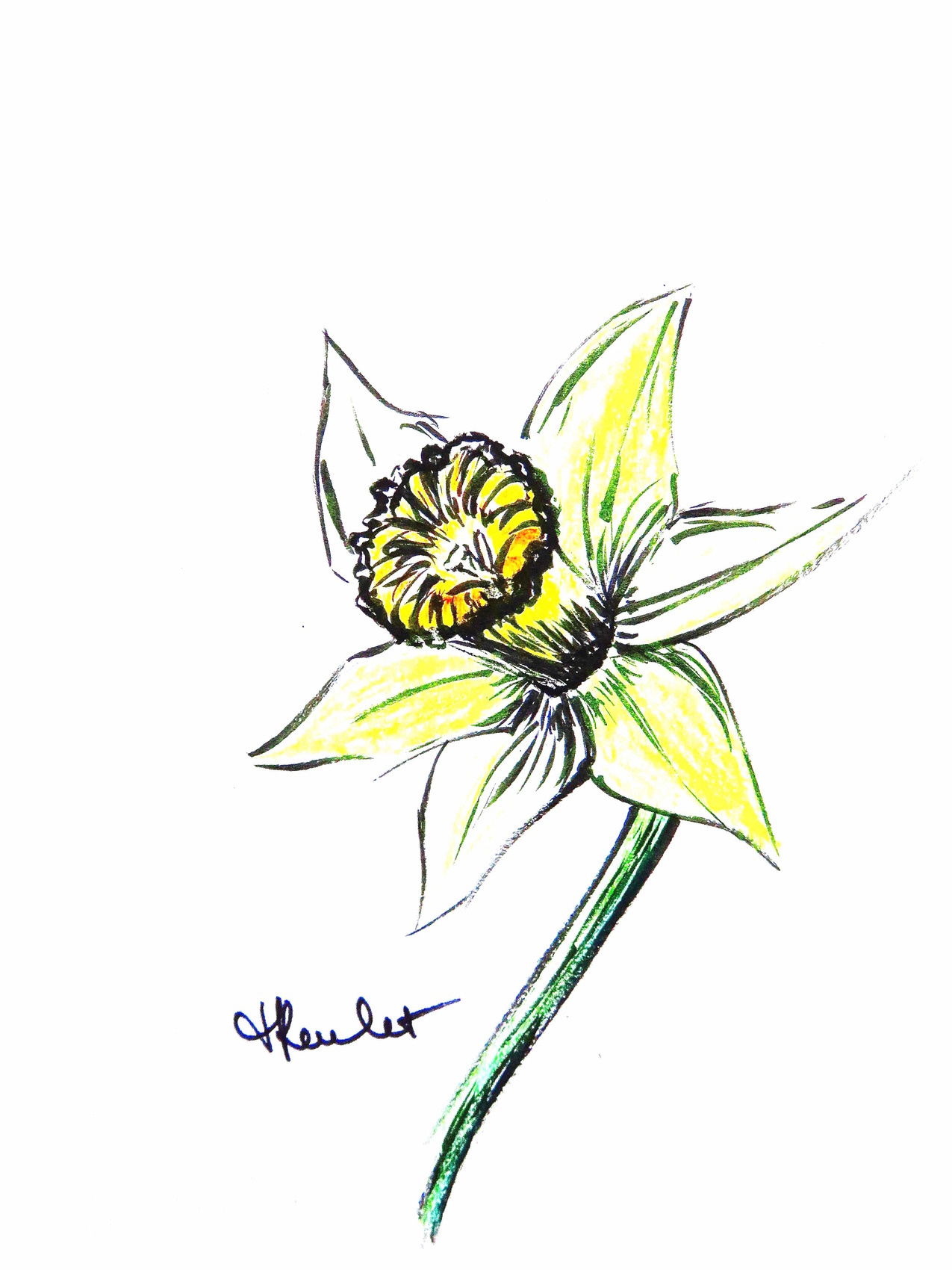 Dessin Une jonquille / Drawing : a daffodil (Narcissus jonquilla)