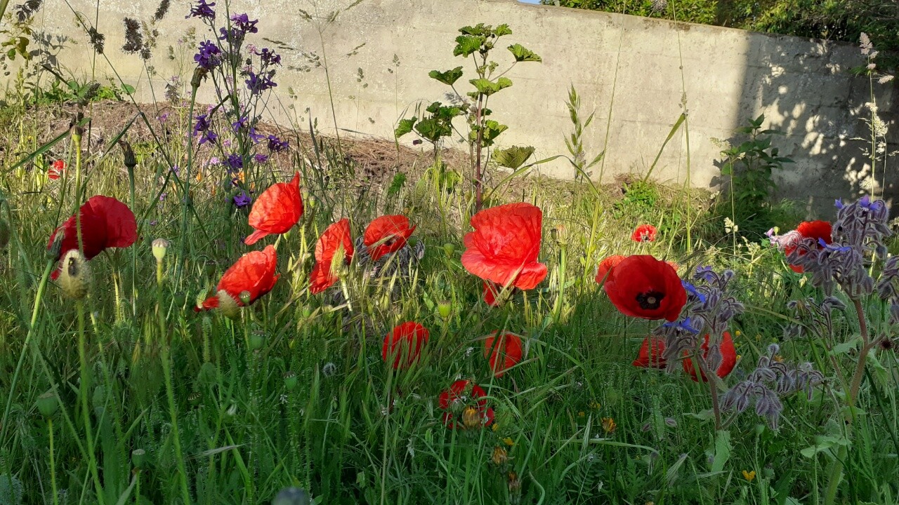 Photo C était un petit jardin.....