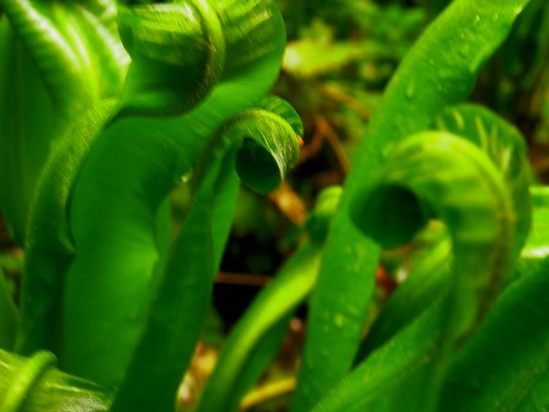 Photo entrelacs naturel