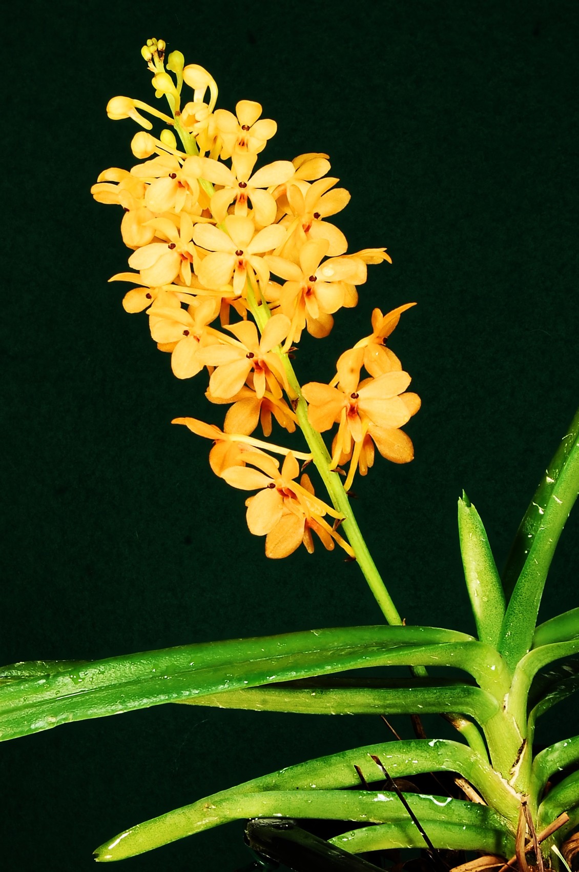 Photo Ascocentrum miniatum.