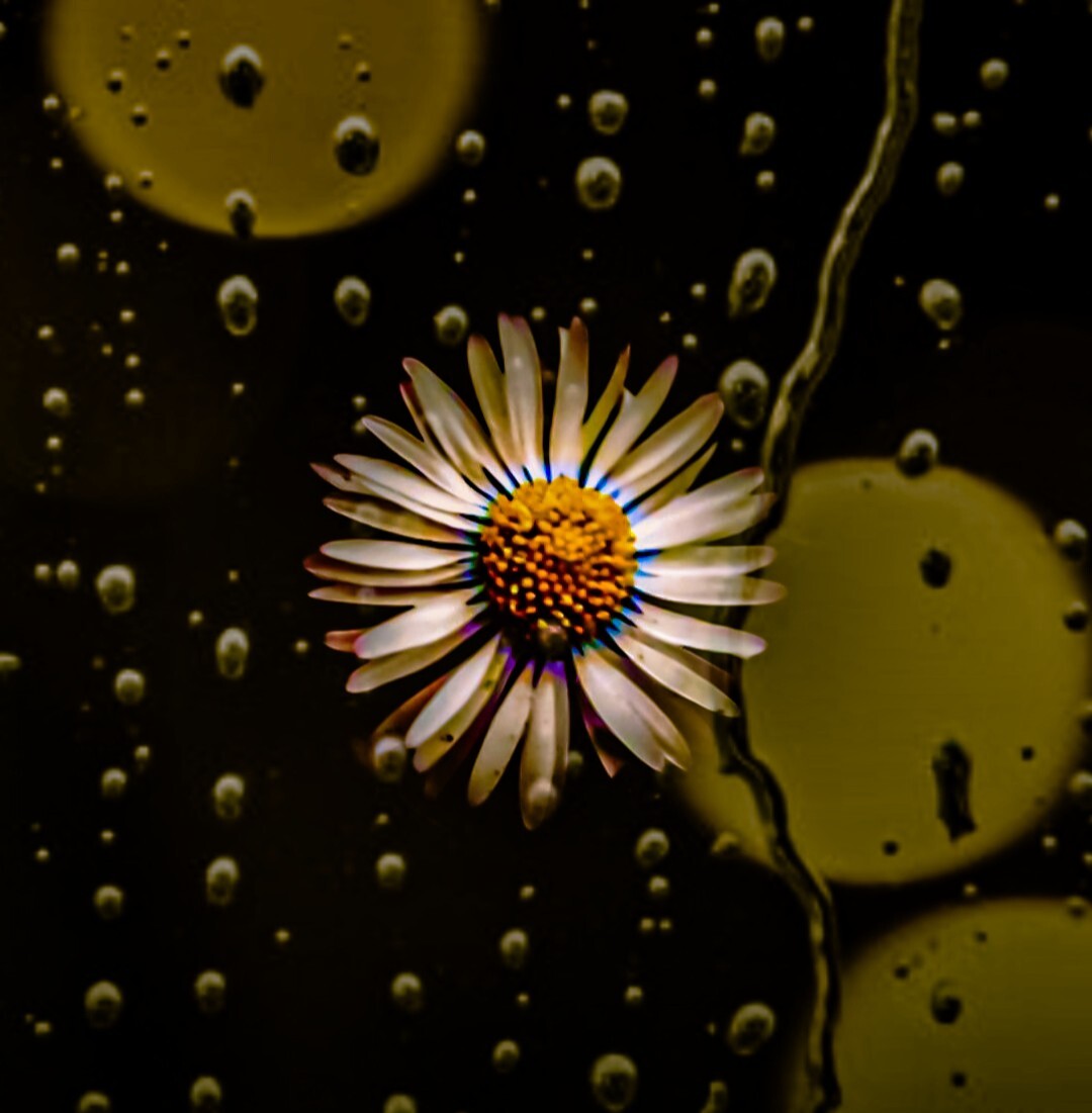 Photo Ma petite marguerite