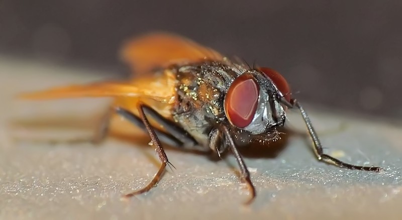 Photo mouche