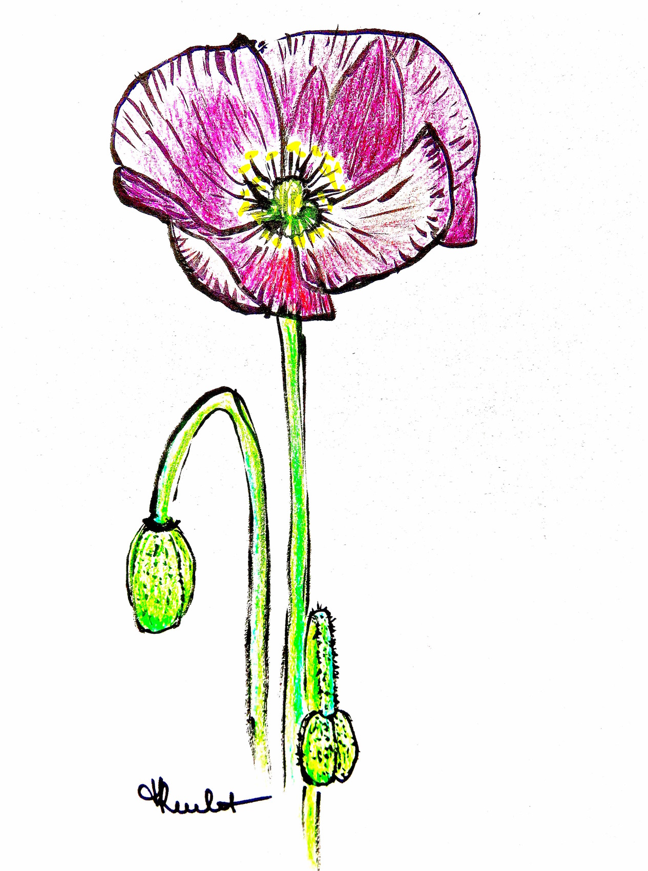  Dessin  Fleur pavot  rose Painting A pink poppy