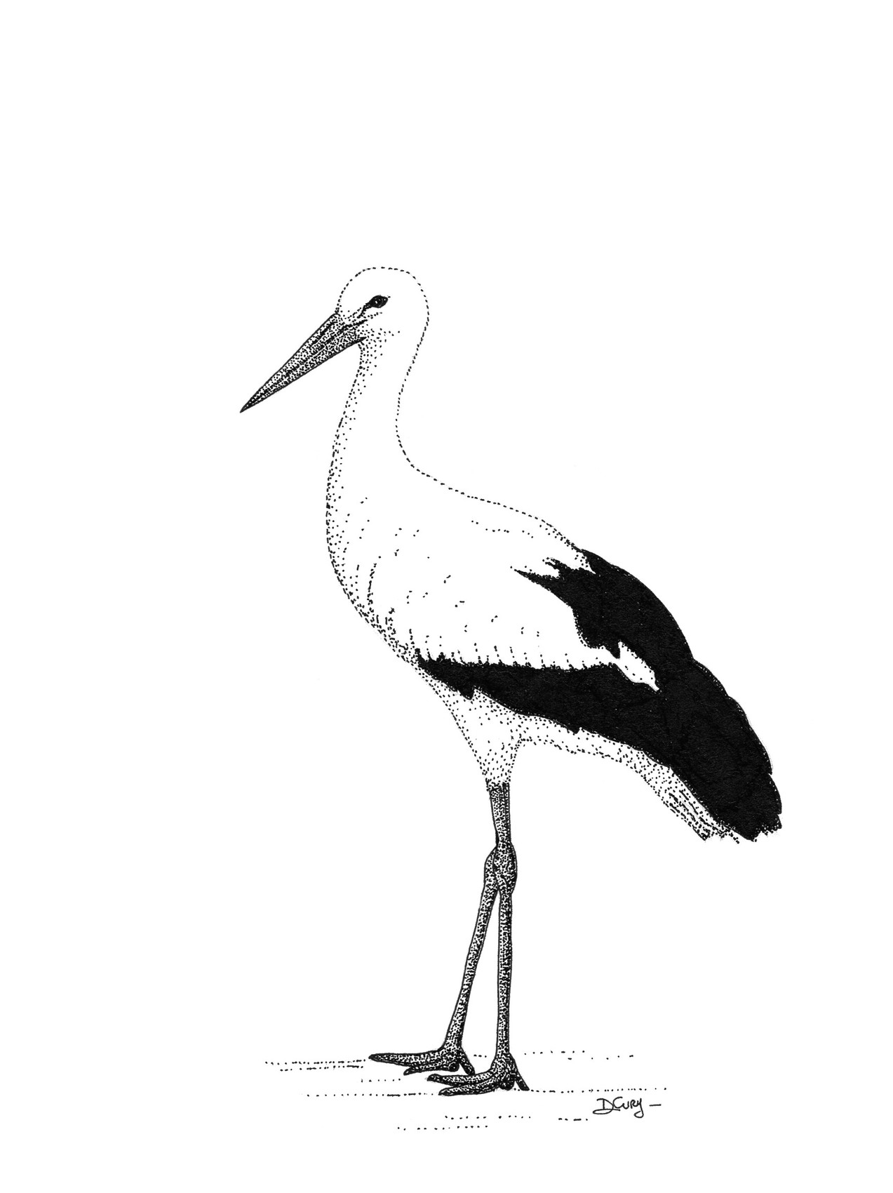 Dessin Cigogne Blanche