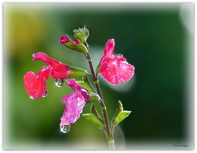 les toutes dernières nike
