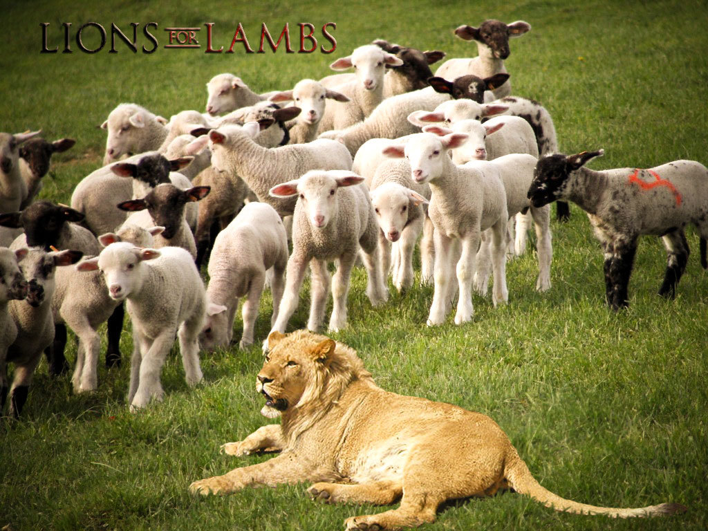 Photo lion and lambs