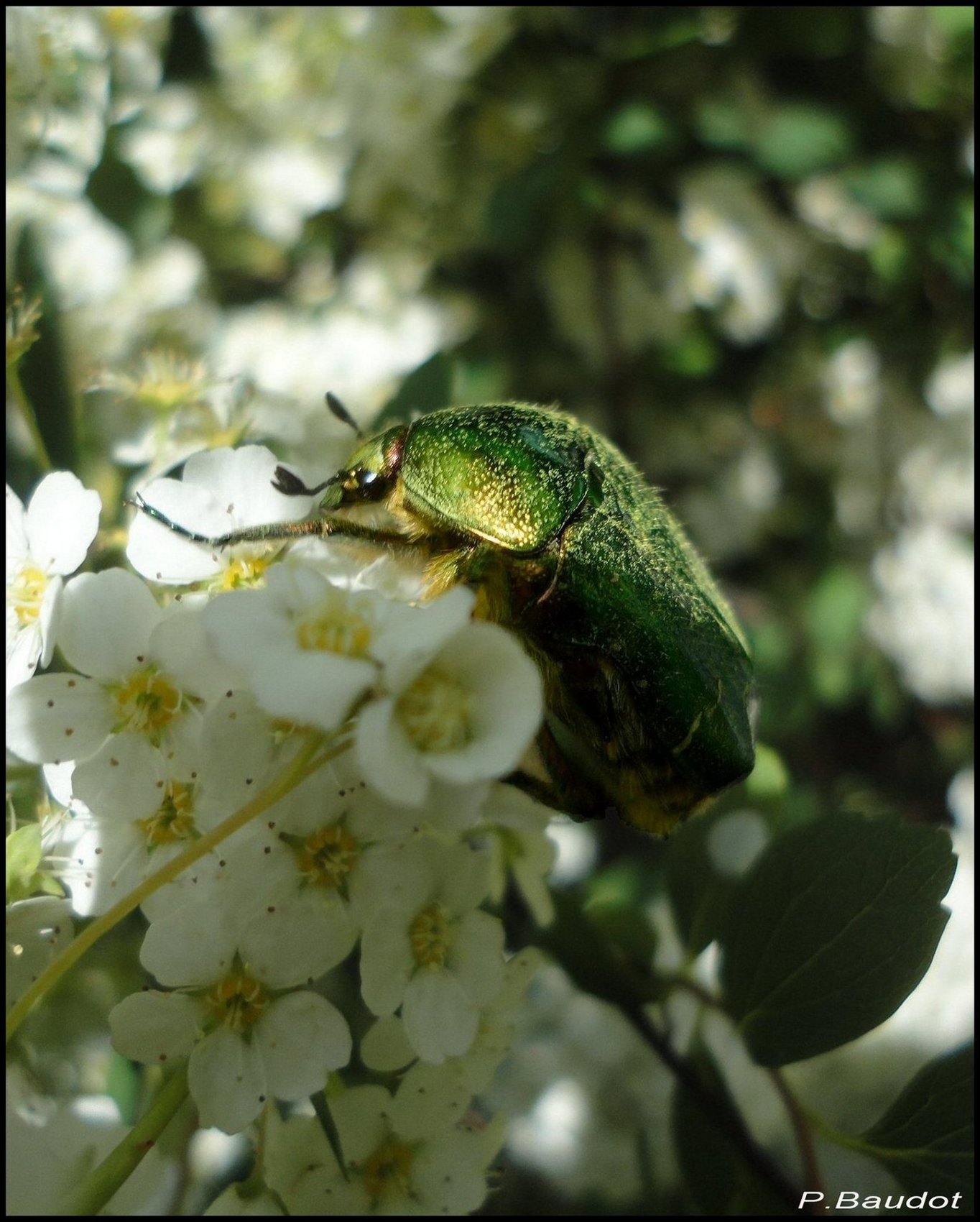 Photo Cétoine doré