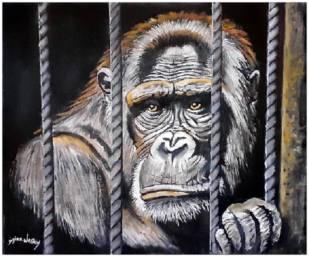 Tristesse "Hommage au Gorille captif depuis 30 ans en Thaïlande"