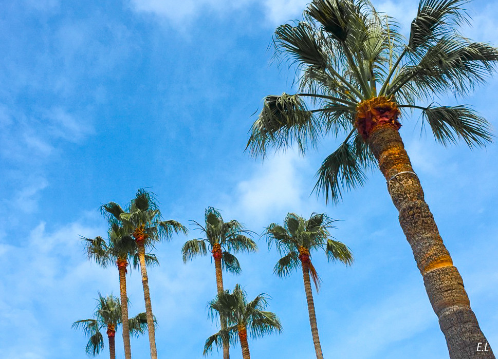 Photo Palms