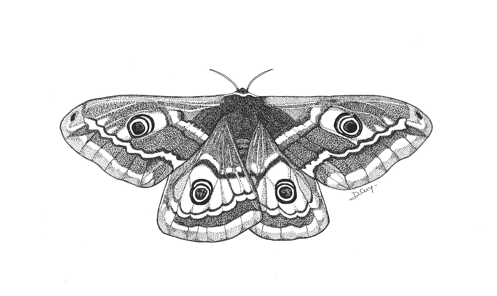 Le Paon De Nuit Vostfr 2015 Ddl