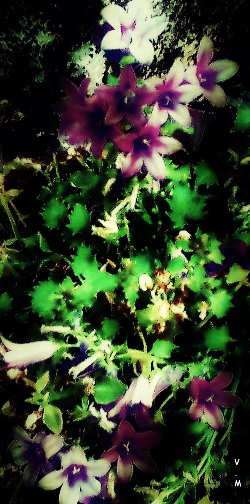 Photo Fleurs de mon jardin par Vanessa MARTINEZ 2017