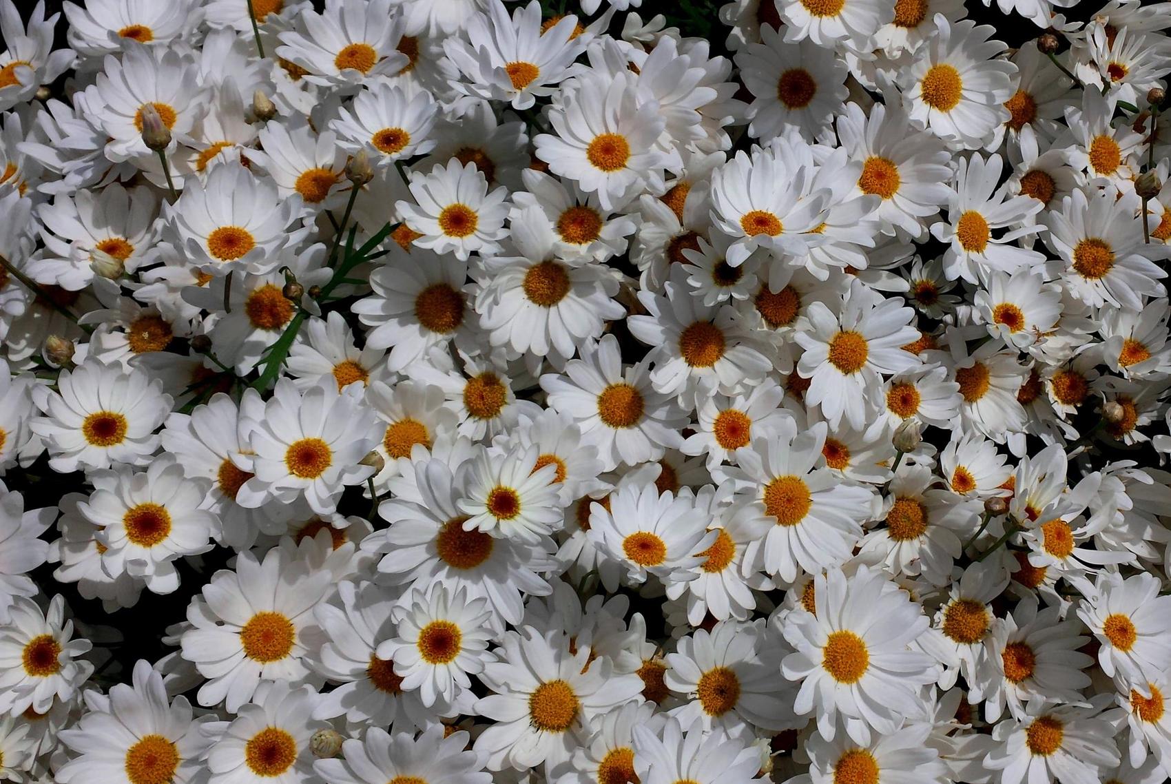 Photo "Spring life..."