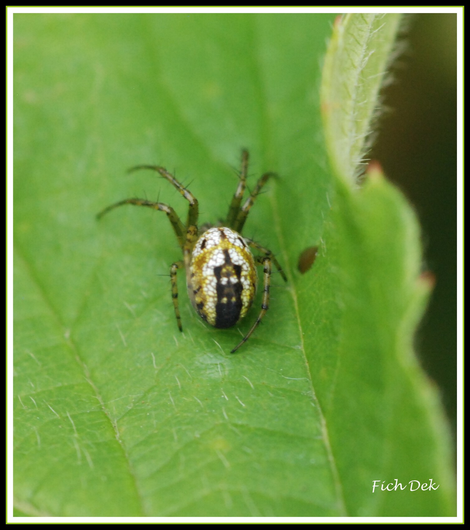 Photo Mangora acalypha