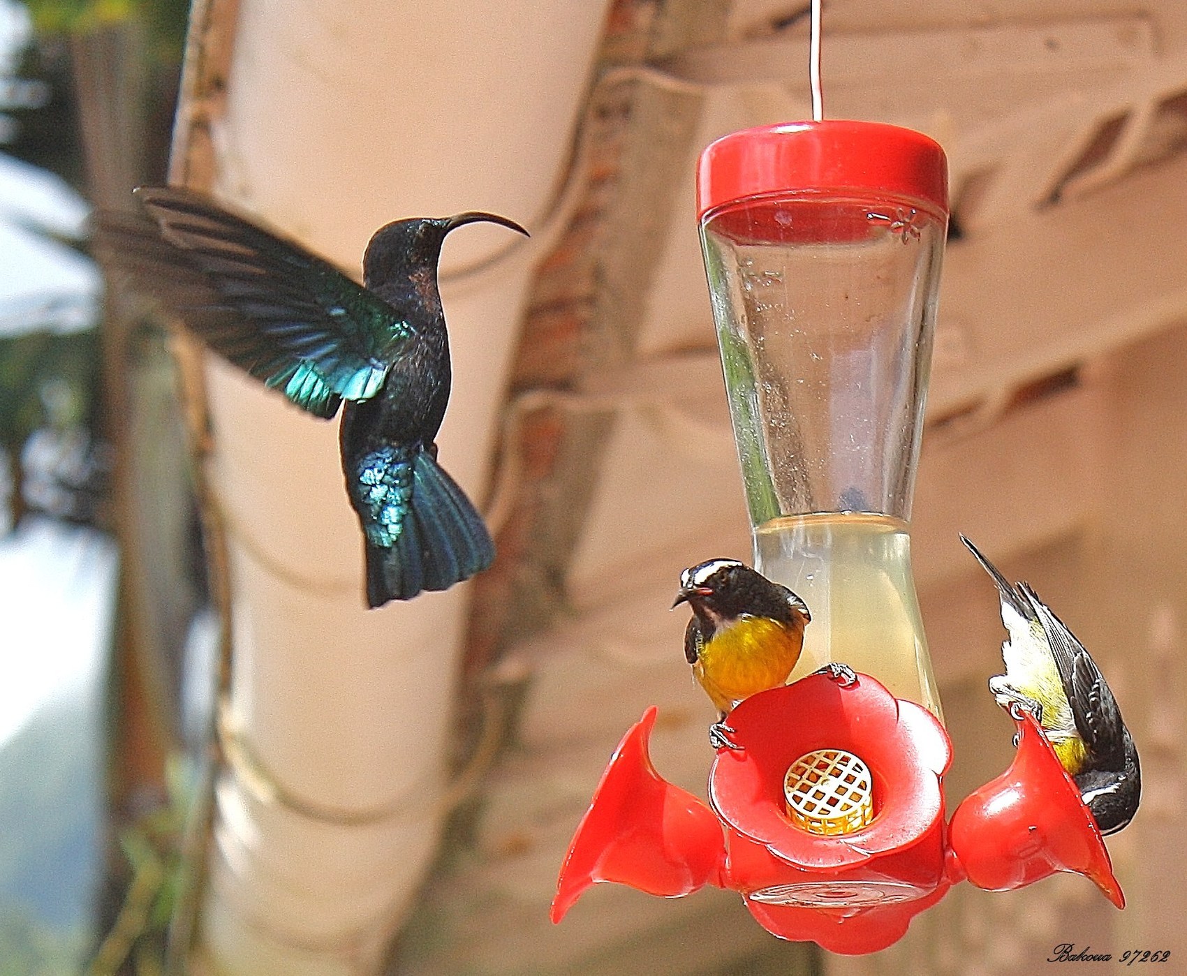 Photo colibri 3