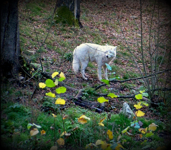 Photo Connu comme le loup blanc.