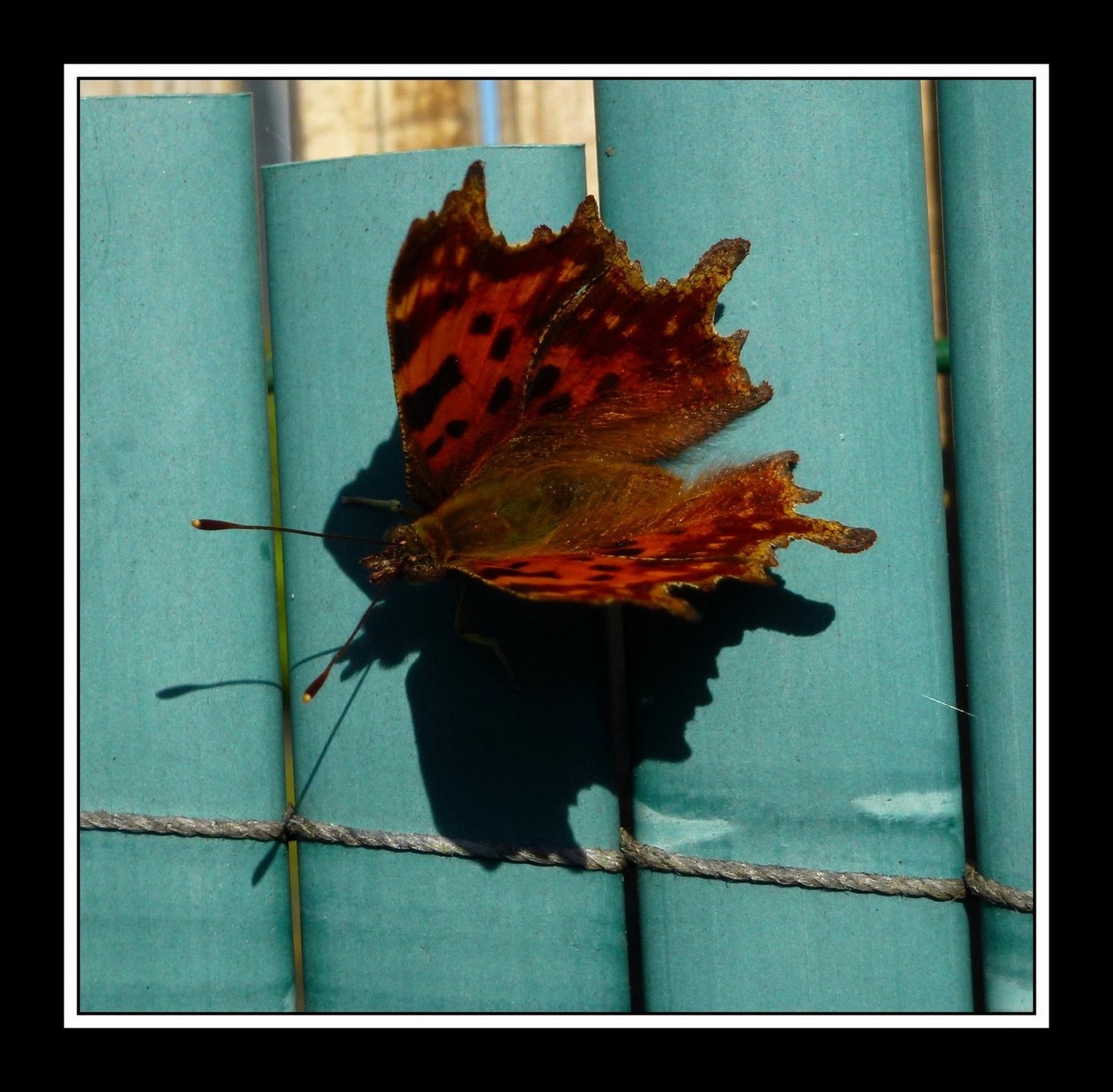 Photo Robertlediable