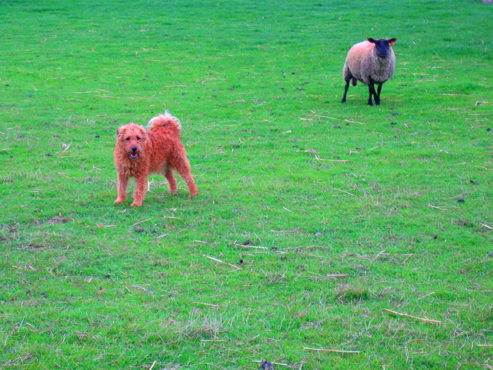 LE CHIEN ET LE MOUTON visual data 2