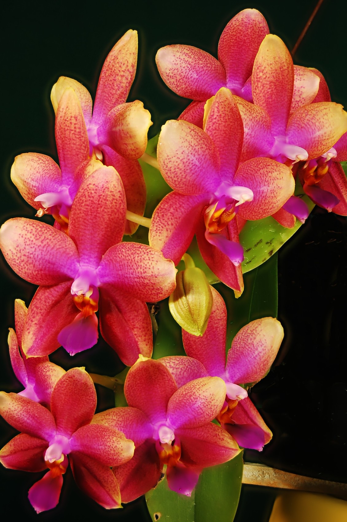Photo Une hampe de Phalaenopsis Sweet Memory
