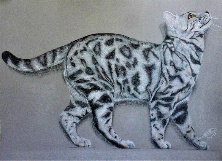 Dessin Chat Bengal