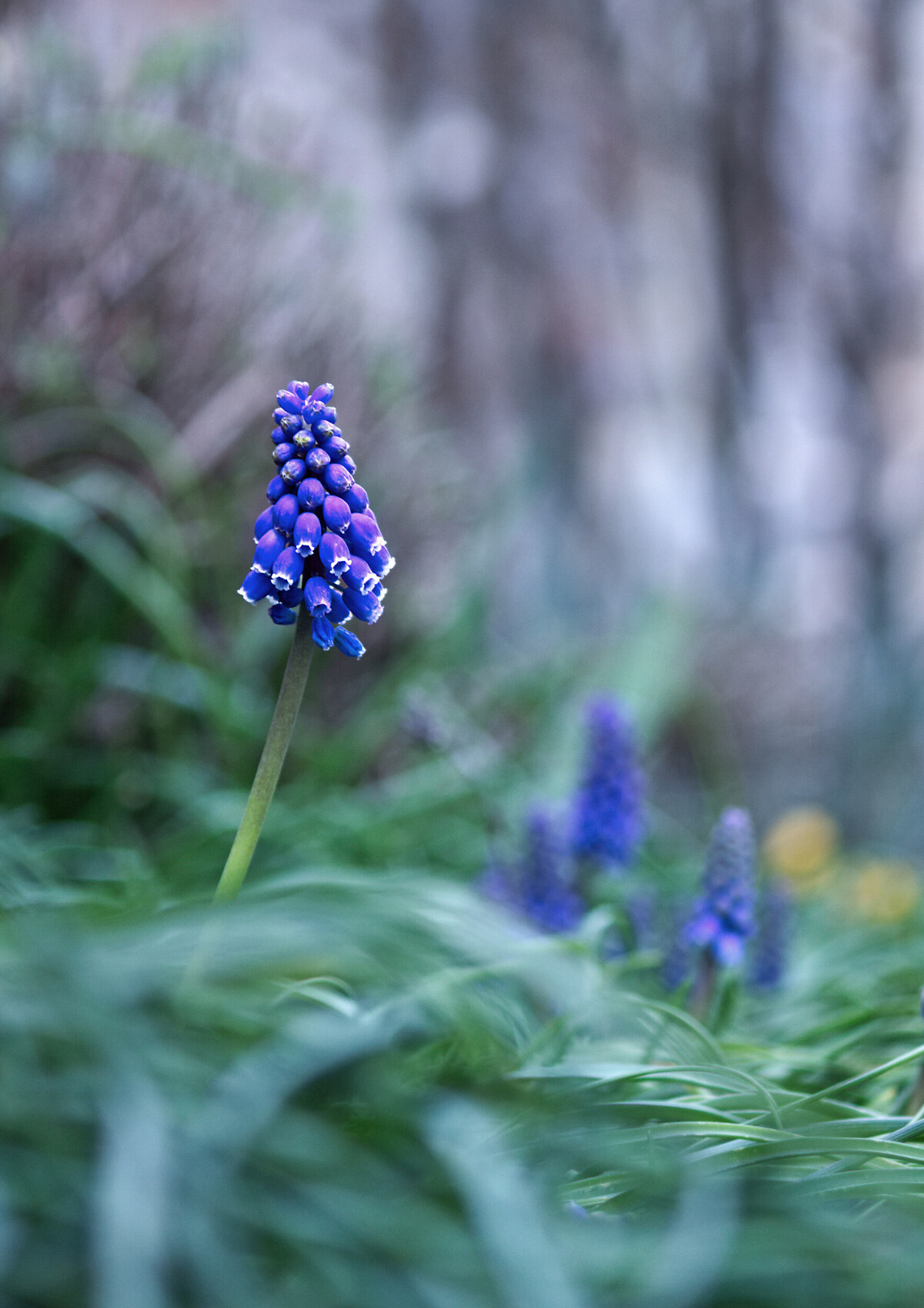 Photo MUSCARI