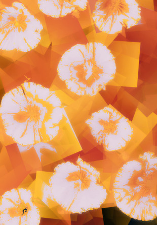 Fleurs oranges
