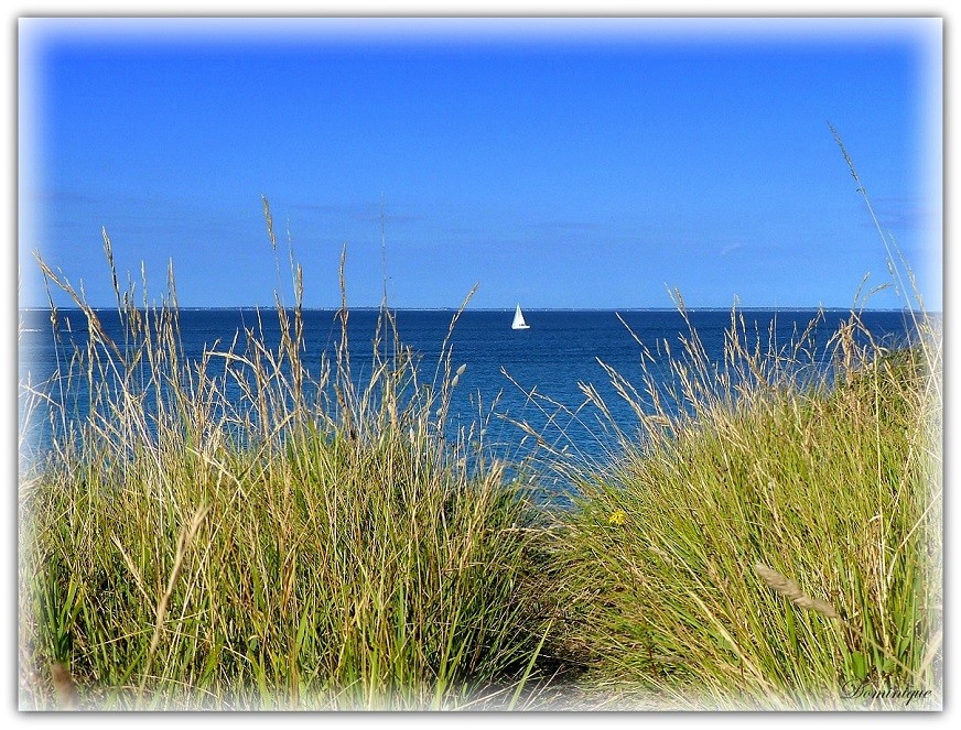 Photo Dans les dunes. wallpaper 2