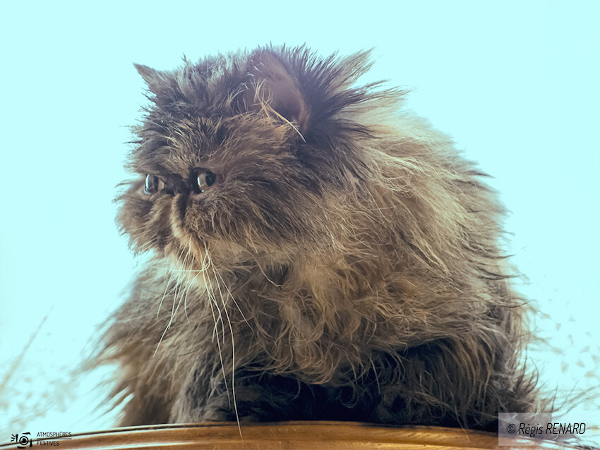 Photo Sur son guéridon