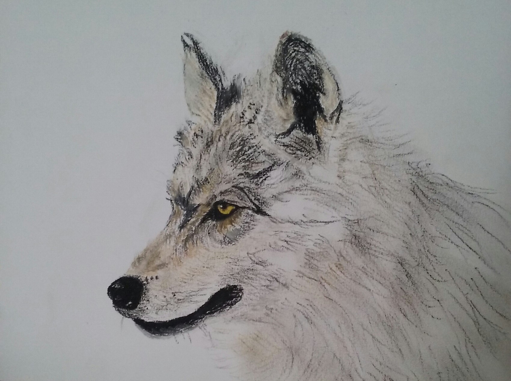 Dessin Couleur Loup Dessin Loup Pastel Drawing By Samos The | The Best ...