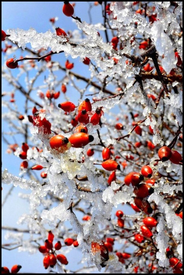 Photo Fruits d'hiver