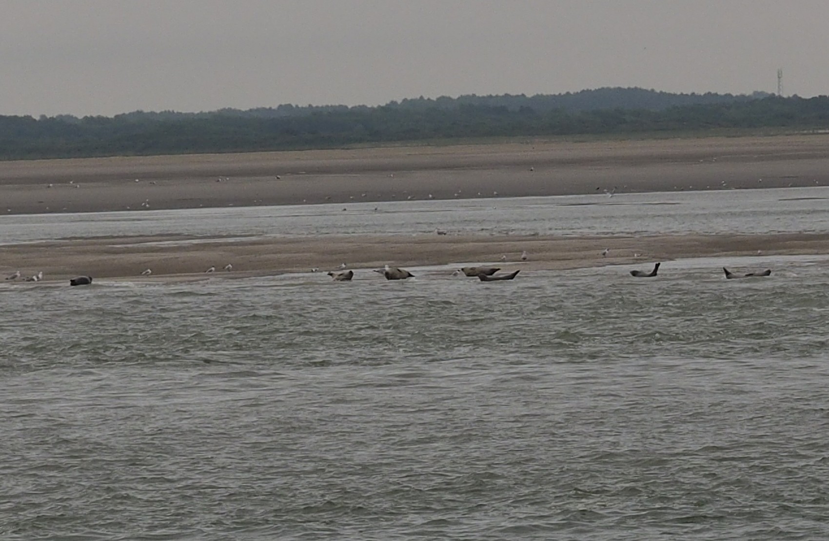 Photo Phoques en Baie d'Authie 17/07/2016
