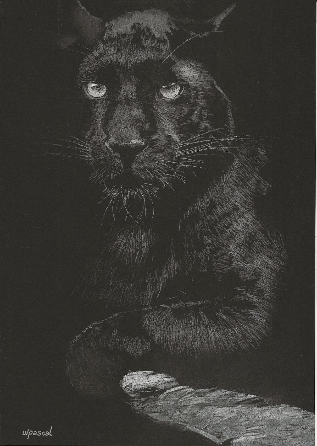 Dessin Panthère noire