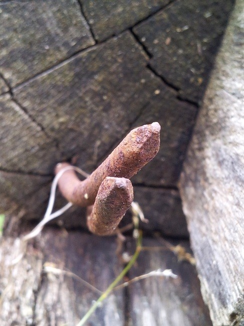 Photo Le Bras D Honneur