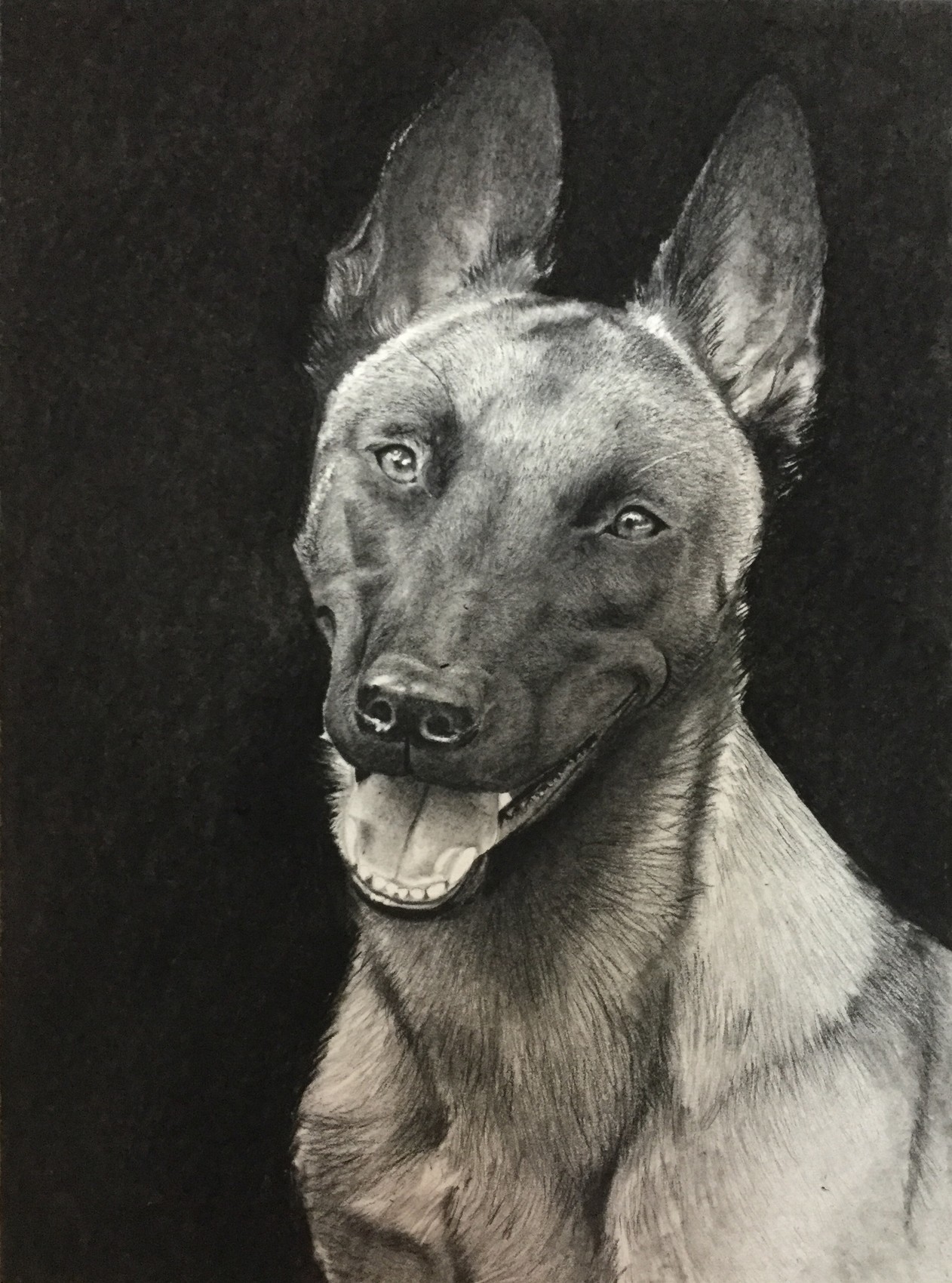 Dessin Malinois