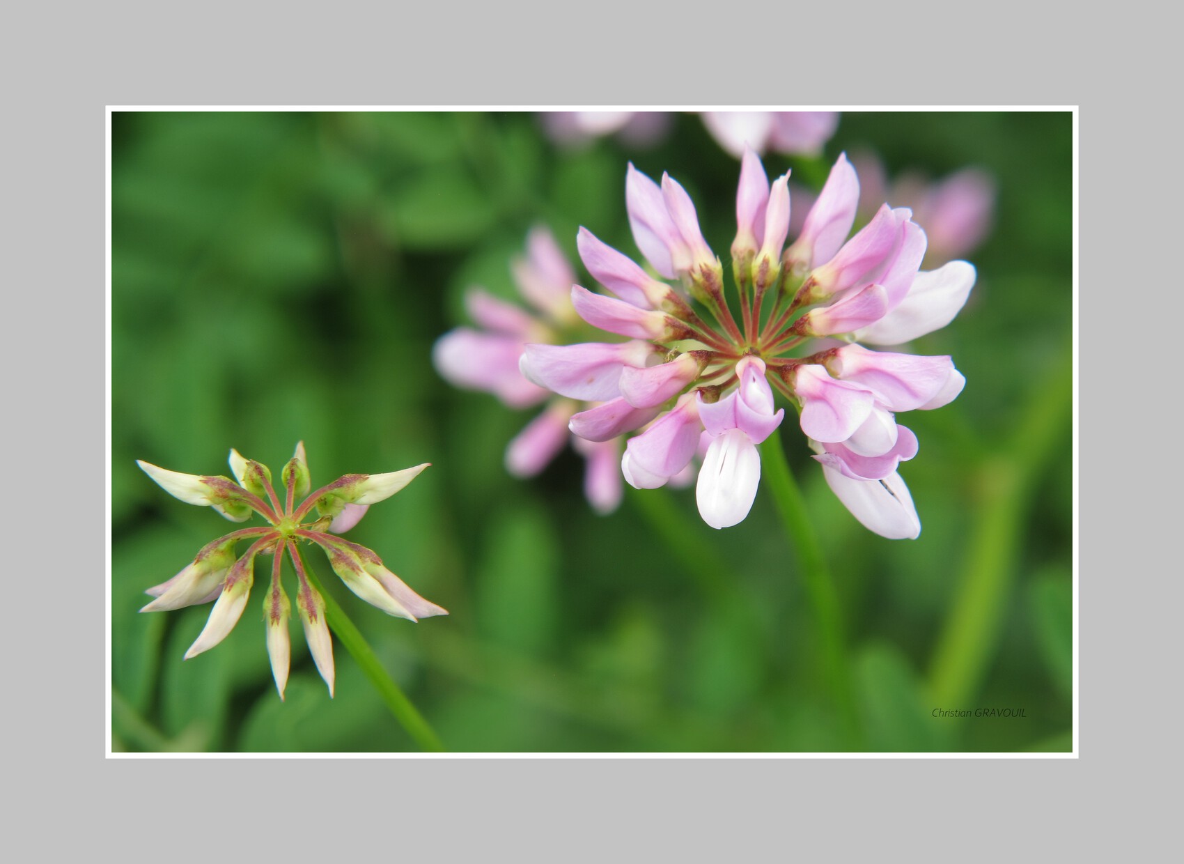 Photo CORONILLE BIGARREE