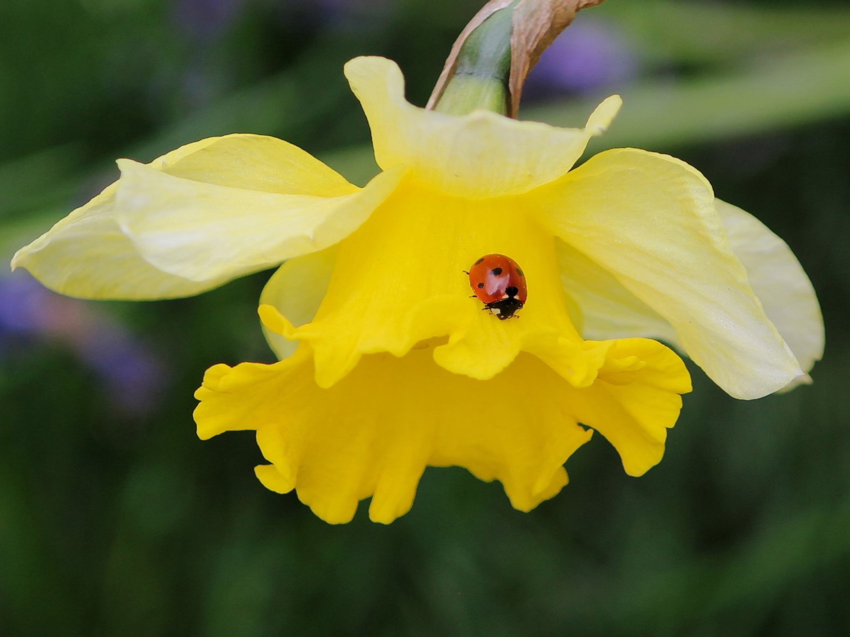 Photo DEMOISELLE COCCINELLE