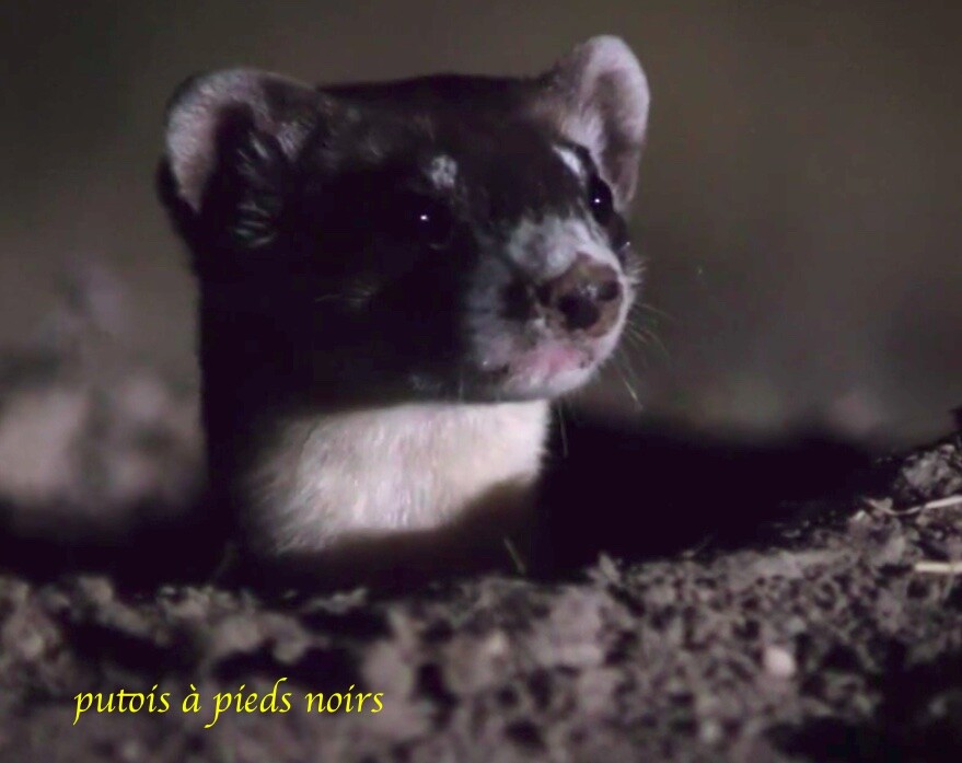 Le putois à pieds noirs (Mustela nigripes) / Photo A black-footed ferret
