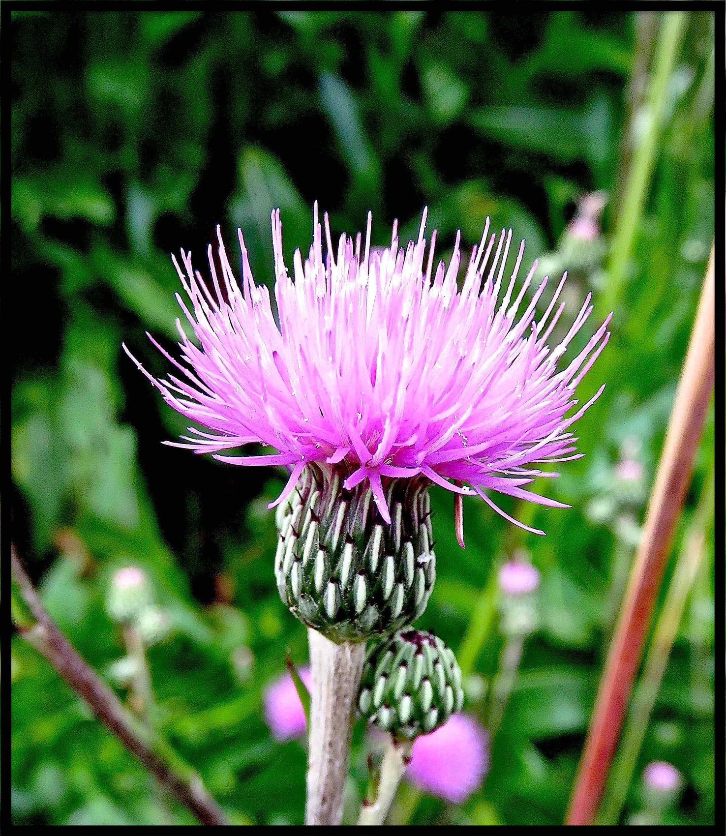 Photo Cirse de Montpellier (Cirsium monspessulanum) / Photo A