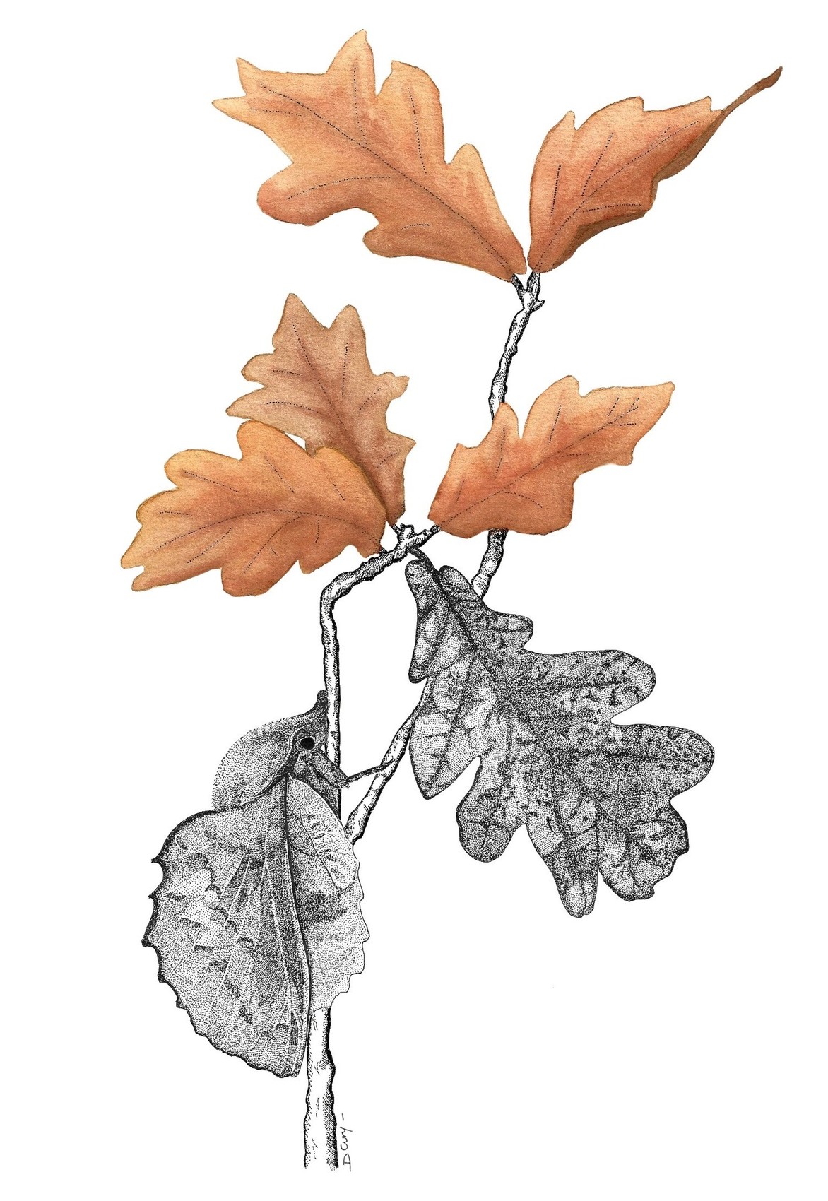 Dessin La feuille morte du chêne