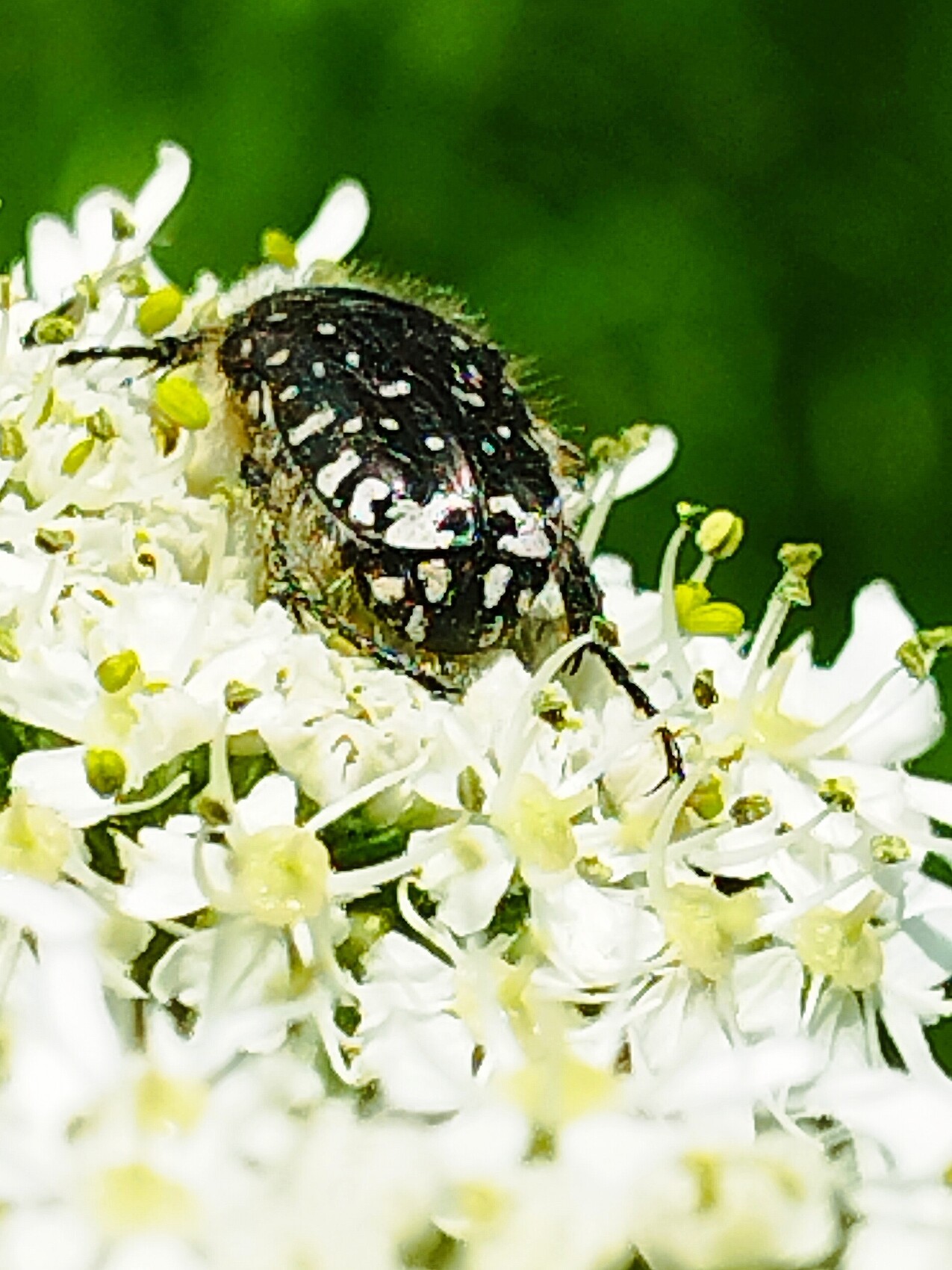 insecte sur fleur